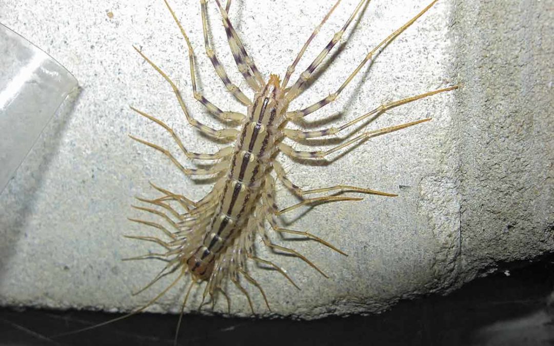why-centipedes-come-into-our-homes-burlington-pest-control