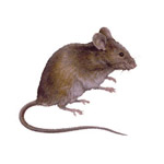 hamilton mice control