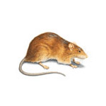 mice control hamilton