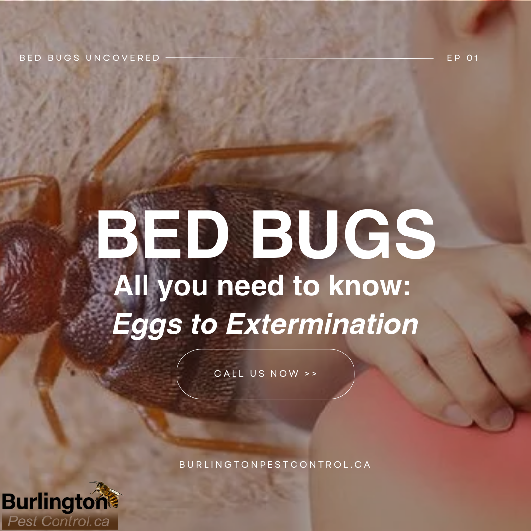 Bed-Bugs-Uncovered
