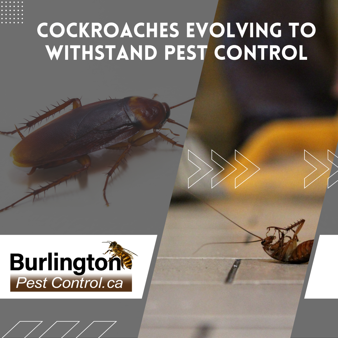 Cockroaches Evolving to Withstand Pest Control - featured Image